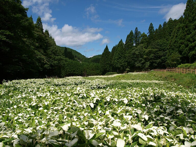 【奈良県】岡田の谷 半夏生園。