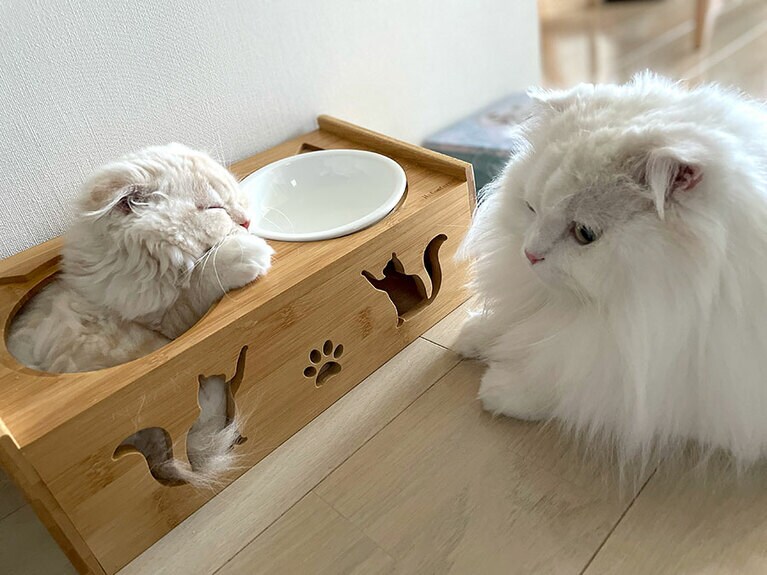 レン（写真左）とハル（右） ♂ 1歳と4歳。ご飯台に埋まってしまうほど小さかった赤ちゃんのレンを見守る兄ハル。かわいい！