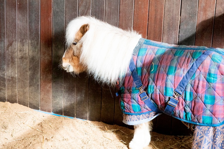 一番年上のKOMAME。