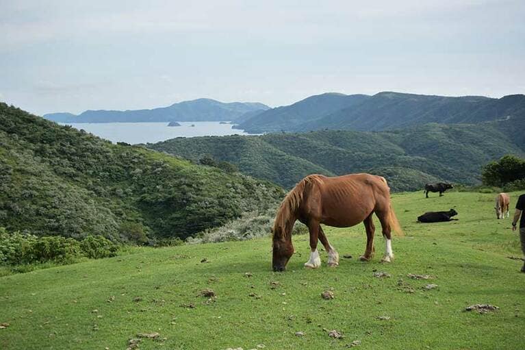 牧歌的なムードが漂う西ノ島。馬たちの向こうにはカルデラ湖が広がっています。