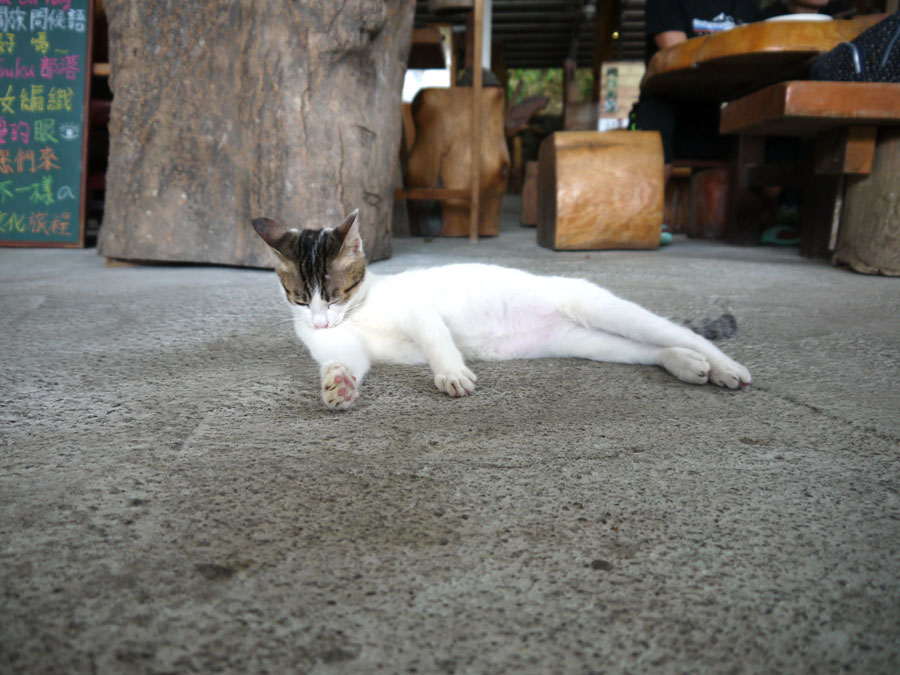 タロコ族の創作料理レストランで、のんびり毛づくろいする子猫。