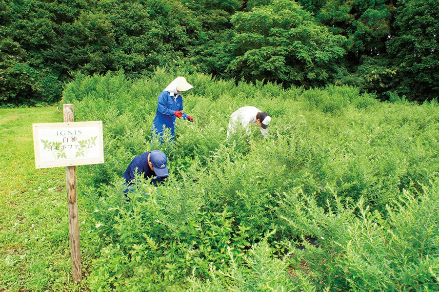 イグニスの白神産ヨモギは、世界自然遺産・白神山地のふもとに自社研究所を設立し、無農薬で栽培。ヨモギの可能性を引き出すためにさまざまな研究を進めている。