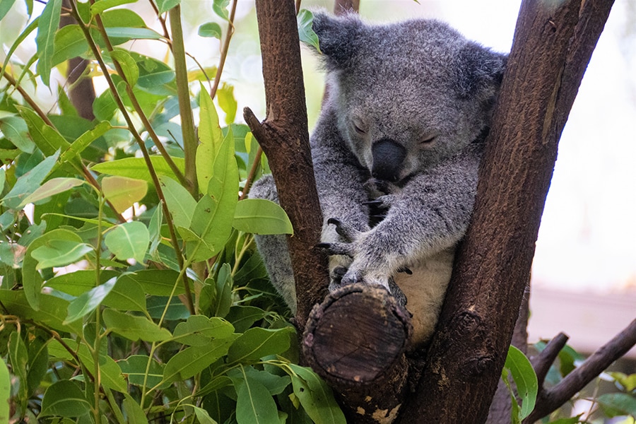 オーストラリアといえば、コアラ！　かわいい寝姿に癒やされます。