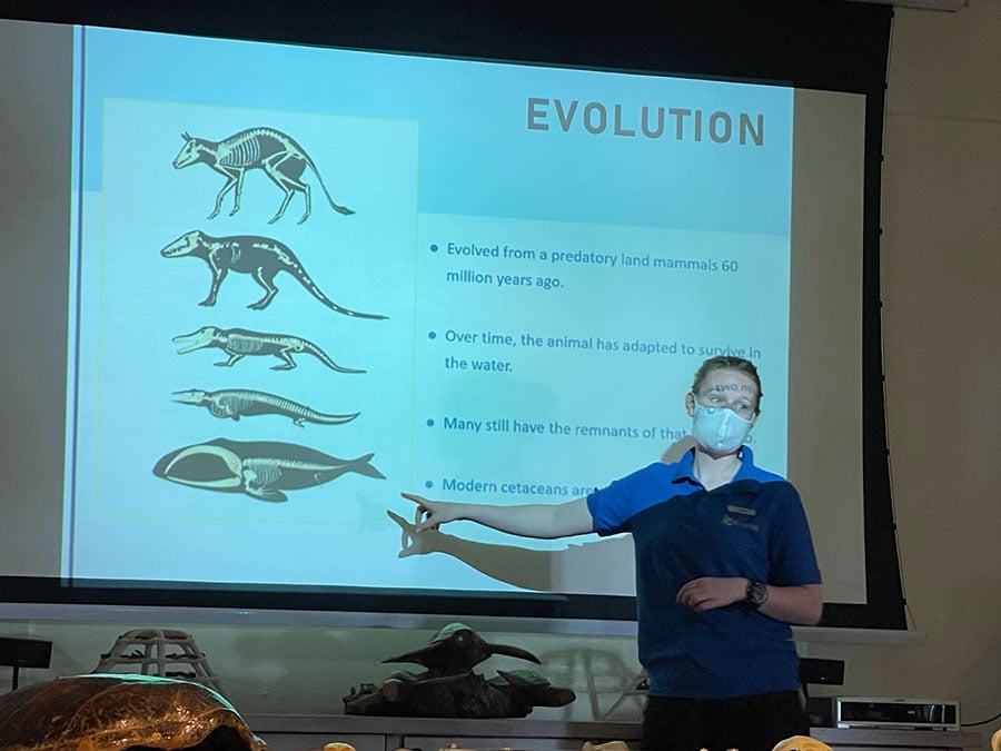 イルカの進化の歴史や、モルディブで見られるイルカの種類など、写真やビデオを交えて教えてくれる。