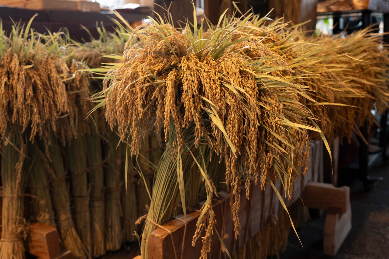 「亀の尾」は寒さに強いことが注目されてきた品種だが、実は暑さにもすごく強い。