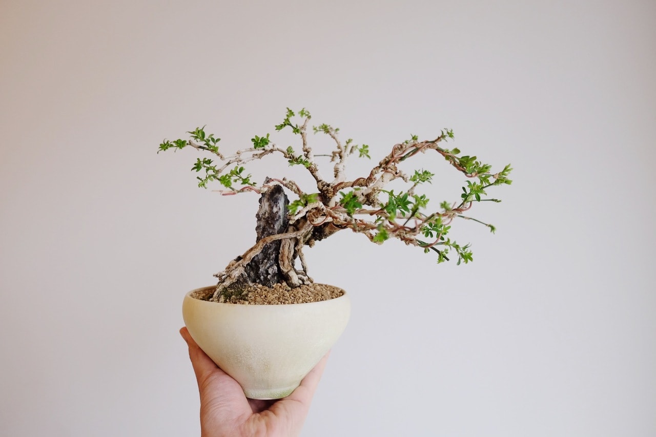 黄梅(鉢:中園晋作)。