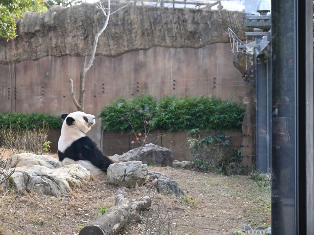 屋外のレイレイ。観覧はガラス越し（2025年12月9日、筆者撮影）