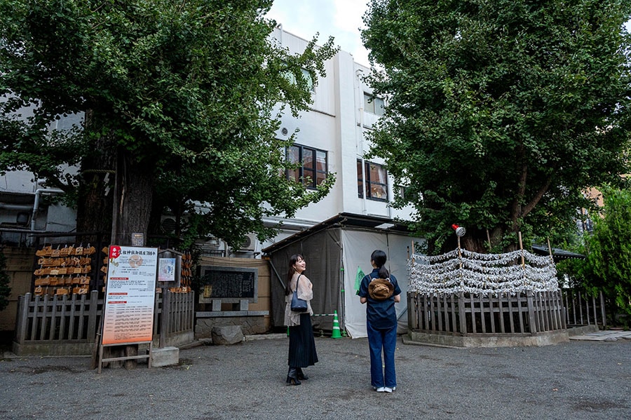 別名「縁結びイチョウ」と呼ばれる大塚天祖神社の夫婦イチョウ。