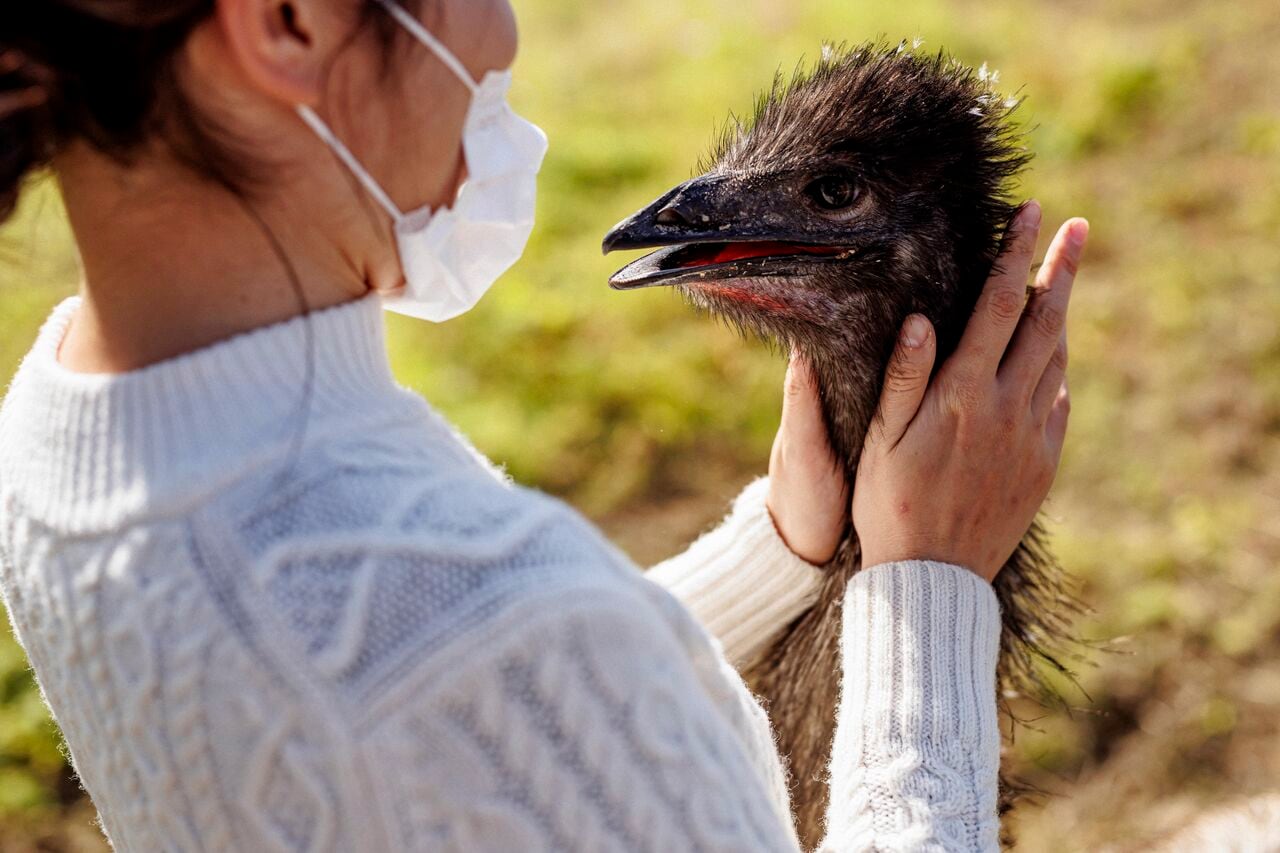 エミューちゃん（右）と飼い主の砂漠さん（左）。エミューちゃんは現在生後7カ月で、体長約1.6メートルだという