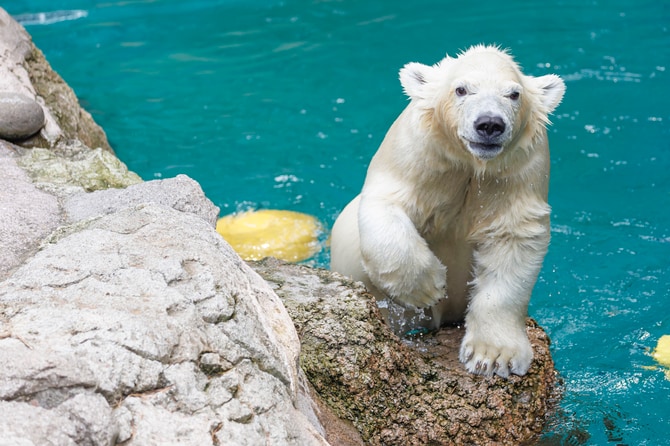 ライ、プールに飛びこむ初めての夏。ホッキョクグマの親子に会いに