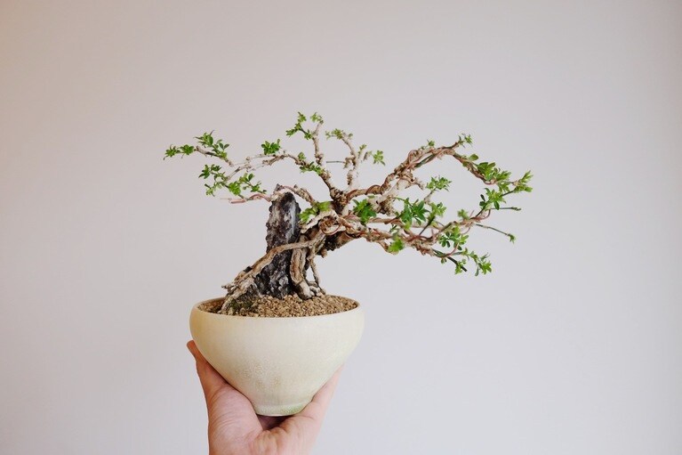 黄梅（鉢：中園晋作）。