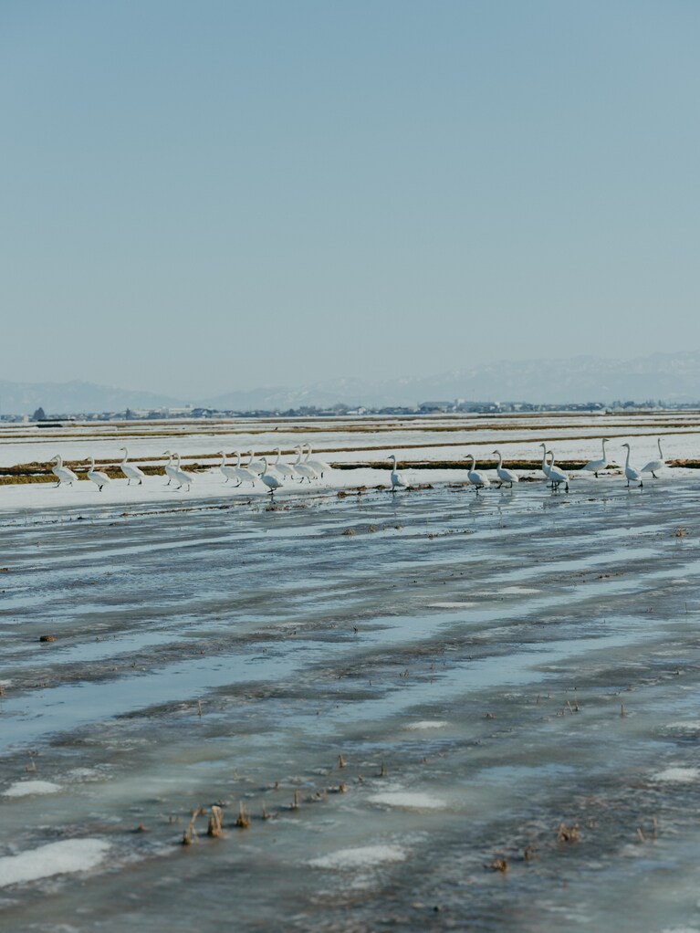 新潟県新潟市の「亀の尾」を栽培する、宮尾農園さんを訪問。雪が解け、虫たちが動き出し、野鳥が訪れる。春の足音が聞こえる田んぼ。（photo：Ayumi Mineoka）