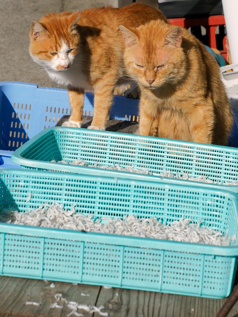 「……いくら『食欲の秋』だからといってもニャ……こんなにたくさん食べれるかニャ？」「オレたち2匹で頑張っても1カゴが限界だと思うのニャ……」