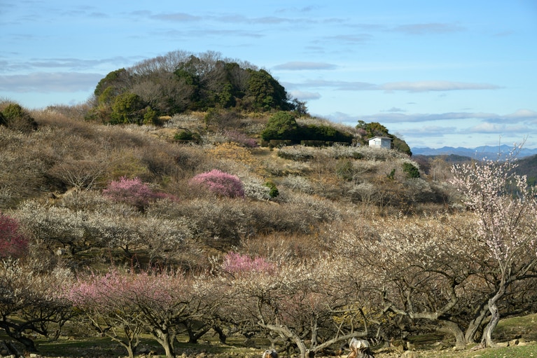 《早春の絶景散歩》紅白の梅の先には瀬戸内海、園内には古墳も！西日本随一の梅の名所「綾部山梅林」へ【兵庫県】