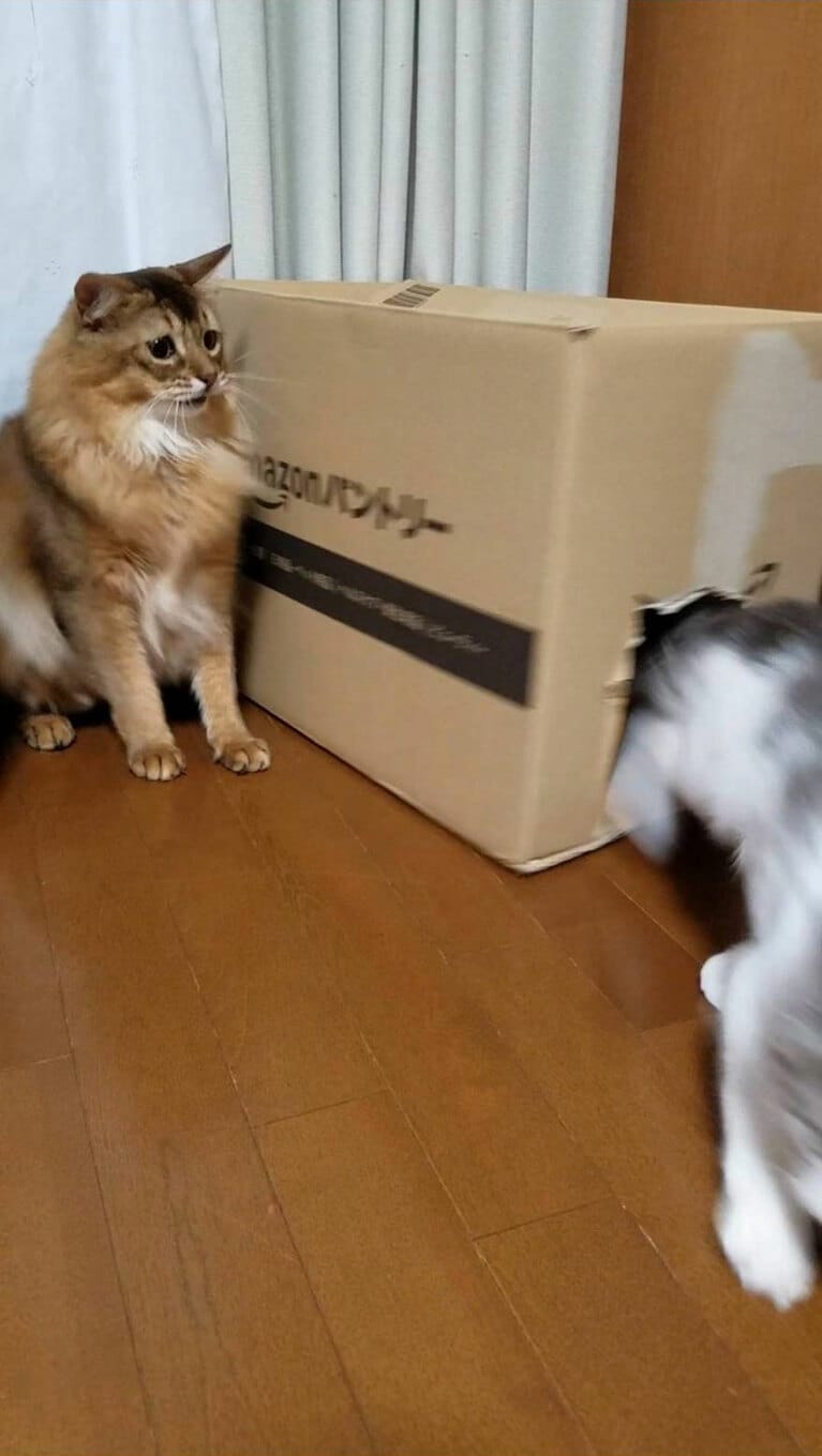 ちゃも ♂ 3歳。2匹目(メス)をお迎えしたときの、先住猫の困惑リアクションです(笑)