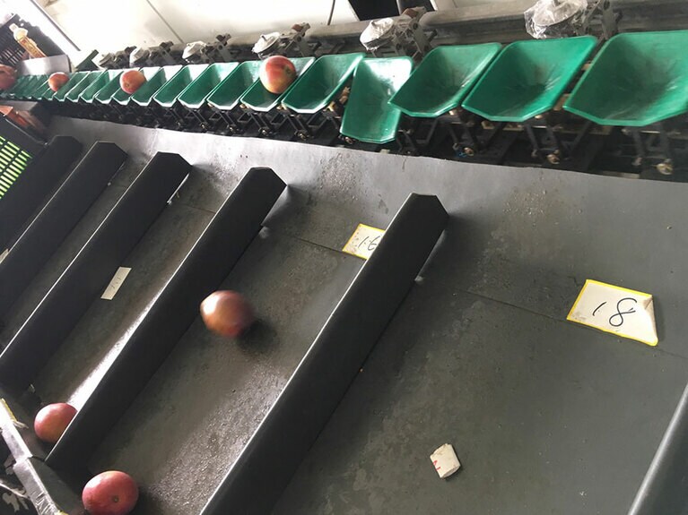 すべてゴム製のオートマチック選別ライン。