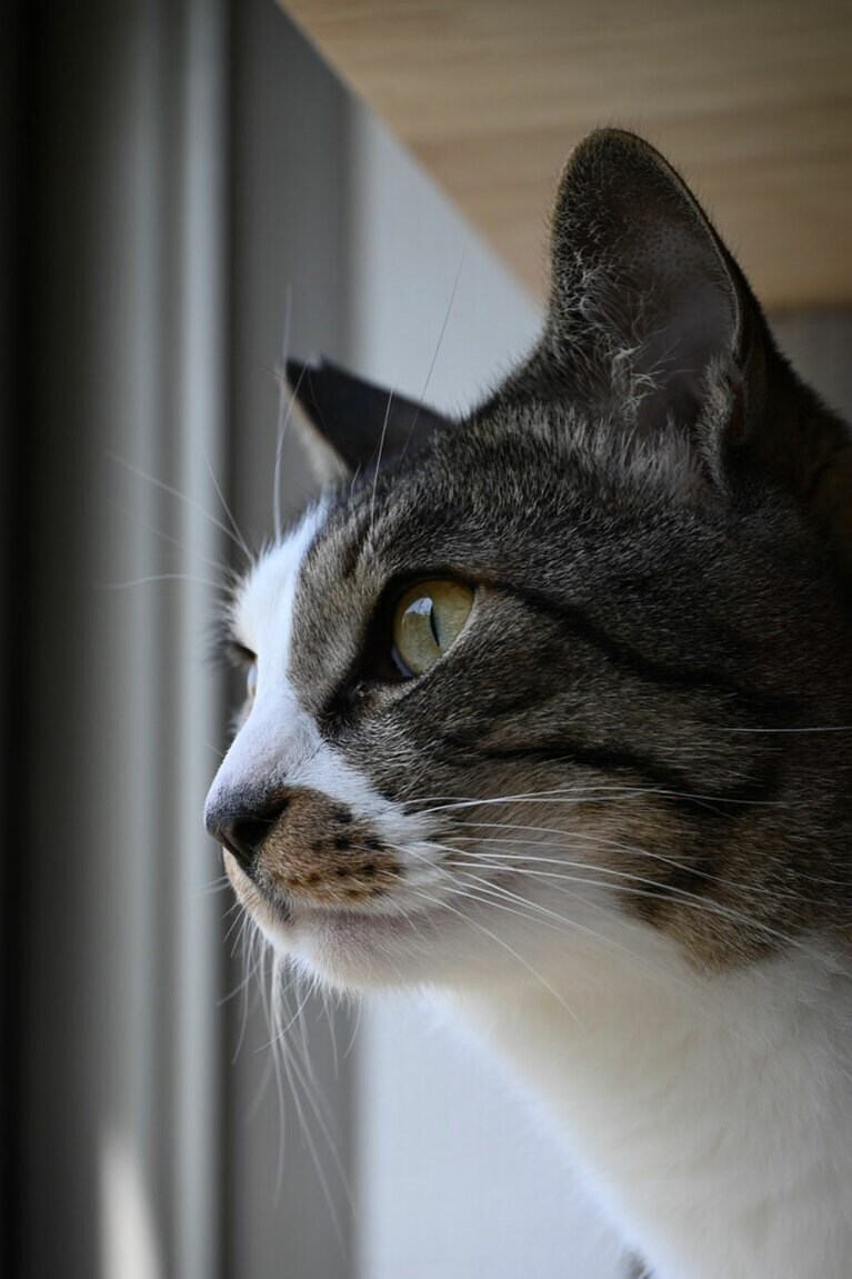 論（ロン） オス 4歳。大御所感満載！ 痩せて6.5キロのビビり君です（jacccu!さん）。