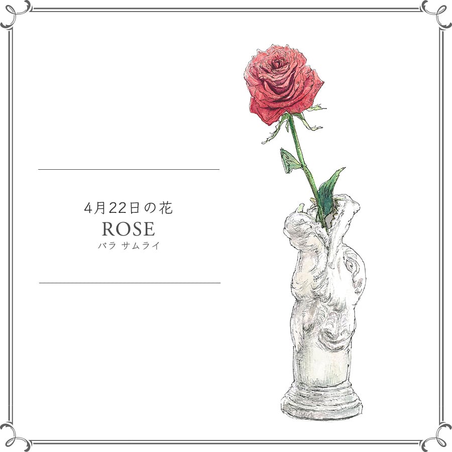 4月22日の花「バラ サムライ」