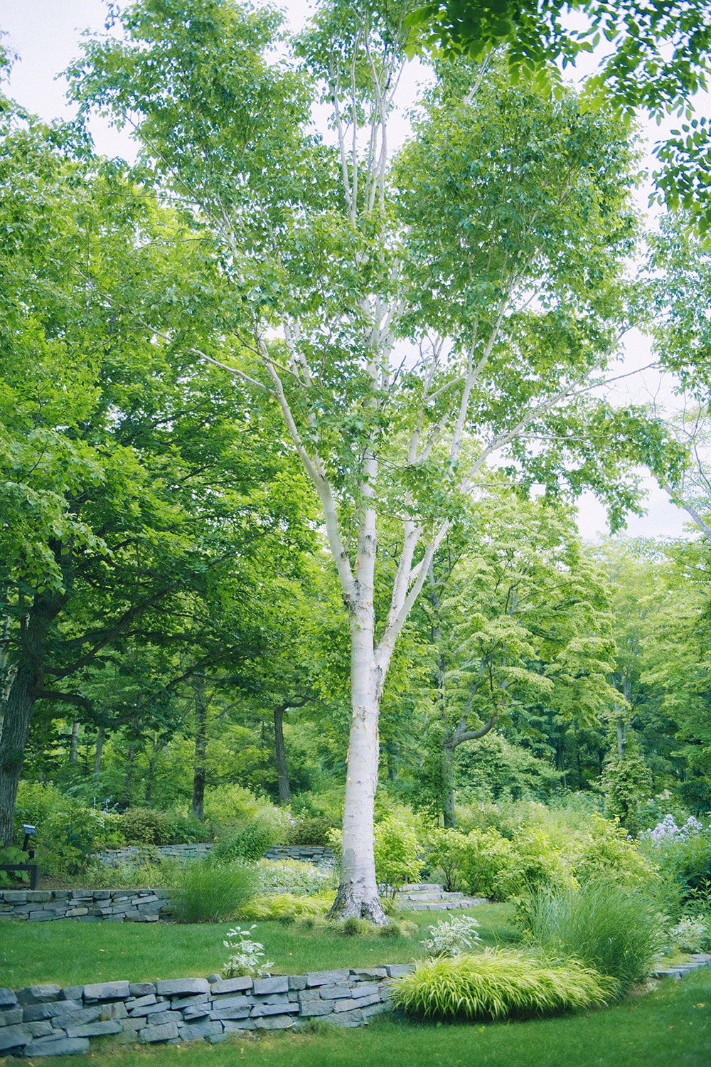 枝まで白い白樺、ダケカンバは標高の高い地域にのみ生息。