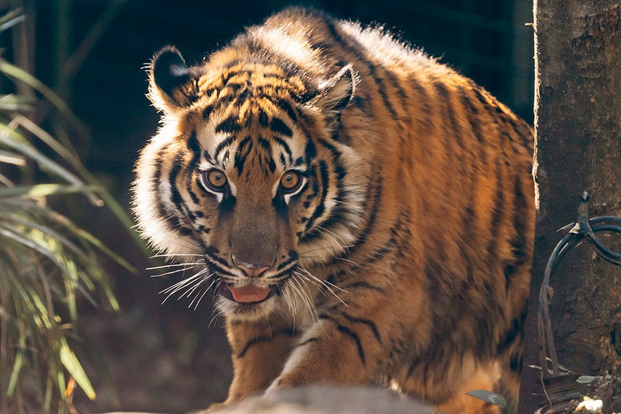 2023年4月に上野動物園で誕生したアサ。