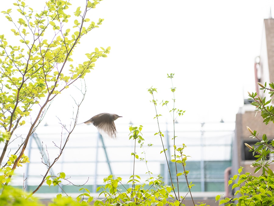 館内にある4つのお庭には、ヒヨドリなどの野鳥もしばしばやってきます。