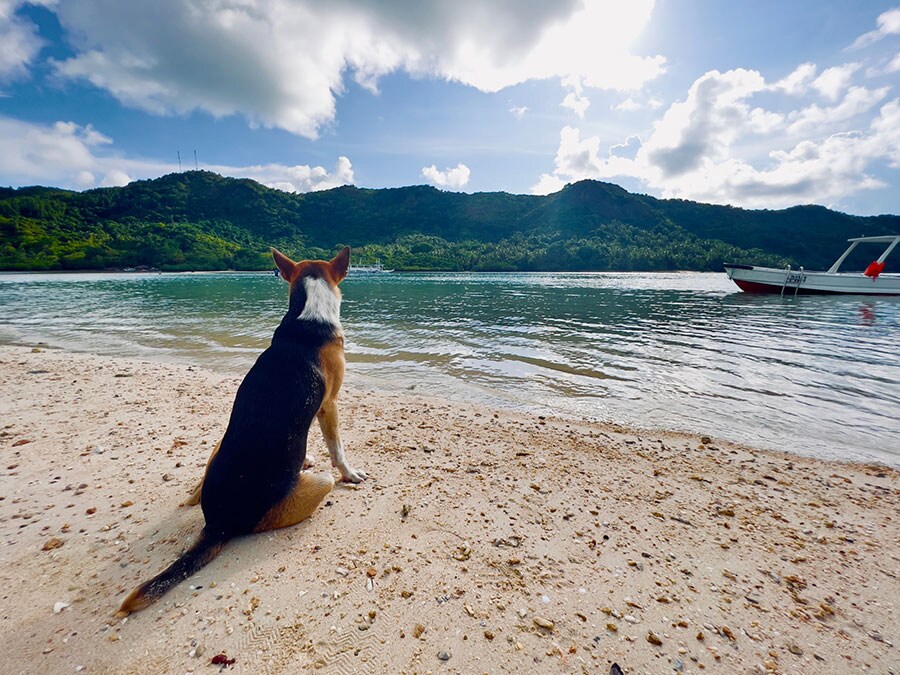 スネークアイランドで暮らしている犬。観光客の船が帰って行くのを寂しそうに見送っていた。