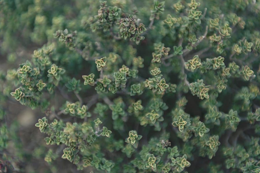 タイムは少し前に追加で植えたこともあり、冬の陽射しの中でも元気に生育していました。