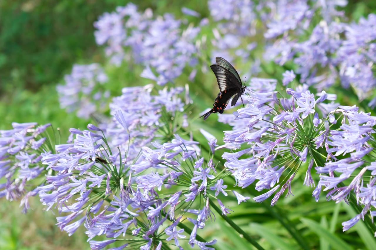 咲き乱れる花に蝶が舞っている。