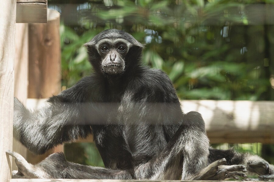 ボウシテナガザルは霊長類のなかでもヒトにより近い仲間。オスとメスに分かれて「歌」をうたうようなコミュニケーションをとるのが特徴です。じっとこちらを見つめています。