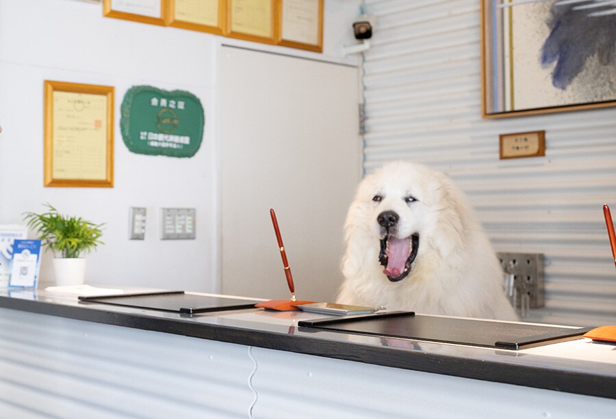 南の館の受付では、看板犬のハリー（グレート・ピレニーズ）がお出迎え。