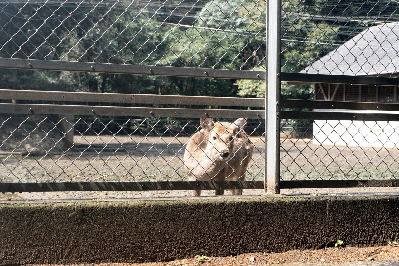 約20頭の鹿が神鹿として飼育されているのだという。