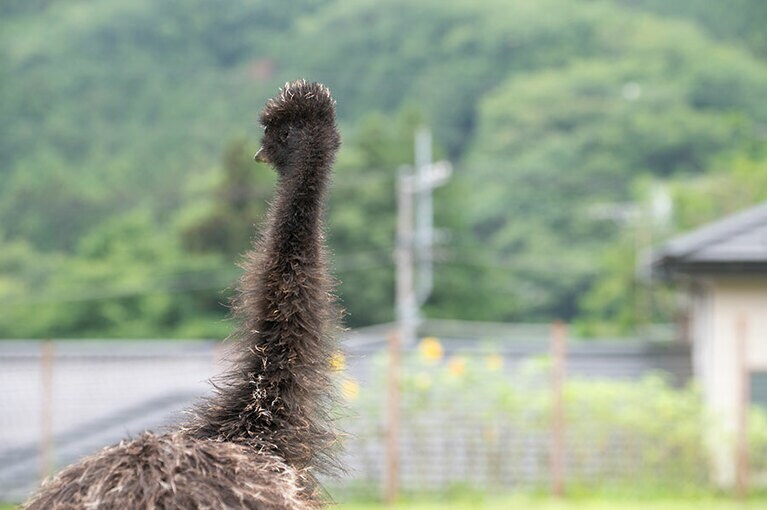 エミュー。