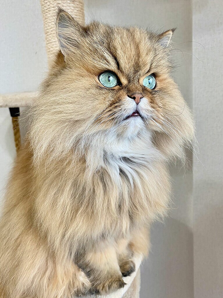 ココロ メス 12歳。もっふもふなツンデレお嬢様。透き通ったグリーンのおめめがチャームポイントです（Saさん）。