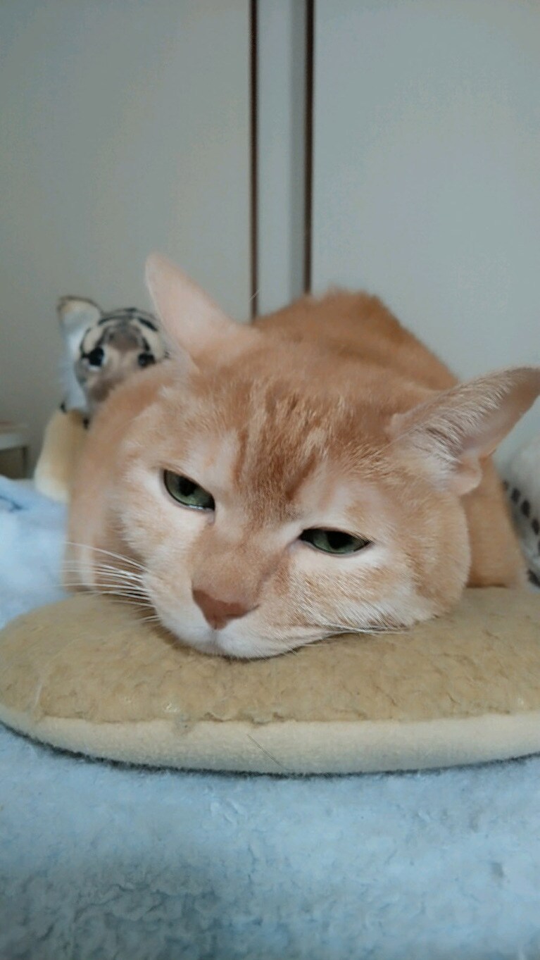 ペペ ♂ 11歳。志村うしろー！