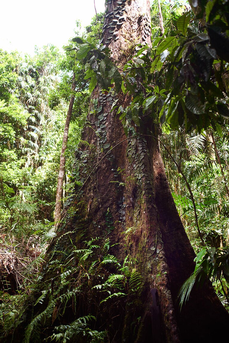 レッドシダーの木。板状の根が張り、石で叩くと音が響いて仲間への合図に。