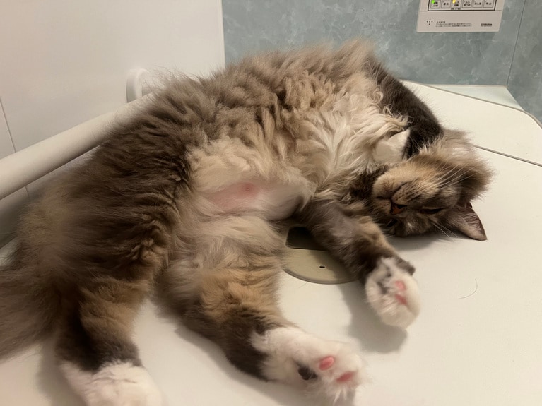 小太郎 ♂ 8歳。「私が入浴の際、だいたい一緒に浴室に入ってきて温かいからか寝てしまいます」（飼い主さんより）。