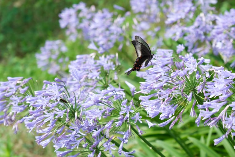 咲き乱れる花に蝶が舞っている。