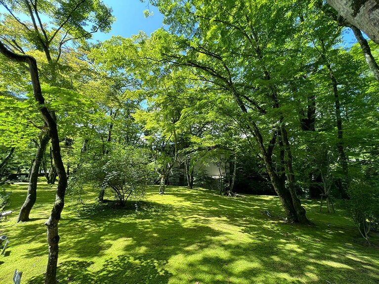 木漏れ日も美しい。せせらぎの音も。
