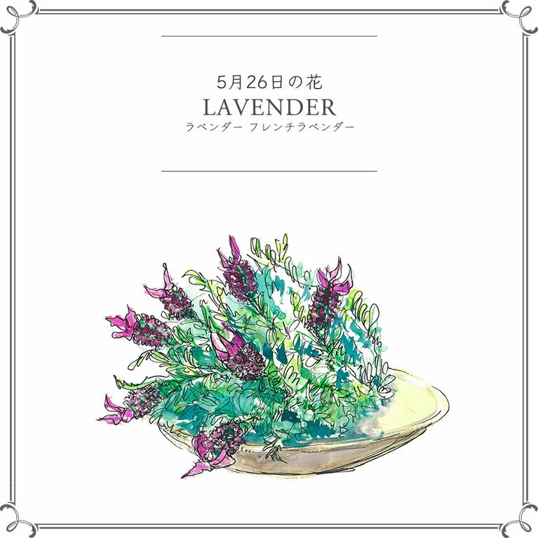 5月26日の花「ラベンダー フレンチラベンダー」