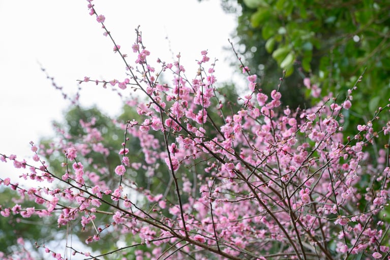 《早春の絶景散歩》紅白の梅の先には瀬戸内海、園内には古墳も！西日本随一の梅の名所「綾部山梅林」へ【兵庫県】