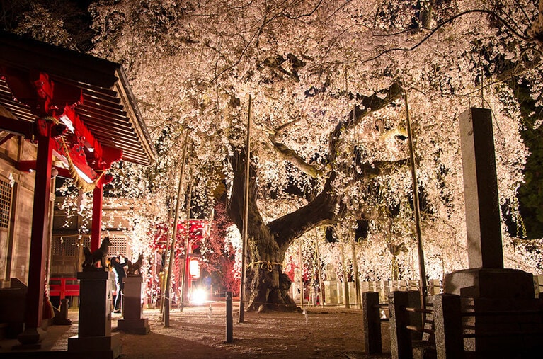 小川諏訪神社のシダレザクラ／福島県
