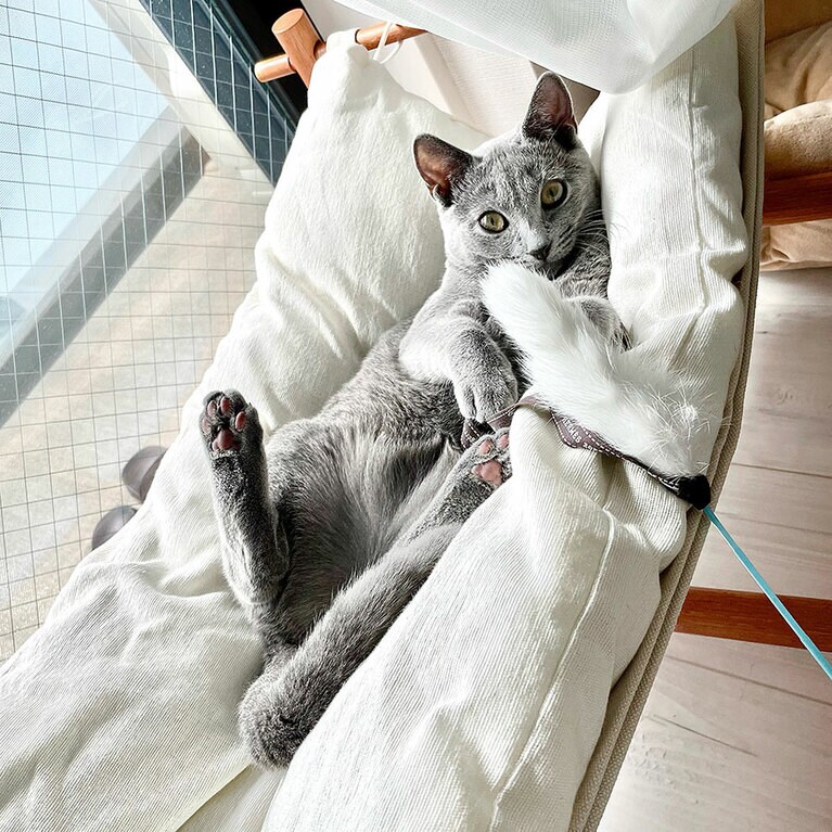 まりも ♀ 1歳半。むちむちわがままボディのまりもです。おとなしく初めて飼う人にもおすすめと言われてこの子を選びましたが、とてもやんちゃで食いしん坊で遊ぶのが大好きな愛嬌たっぷりな子です。