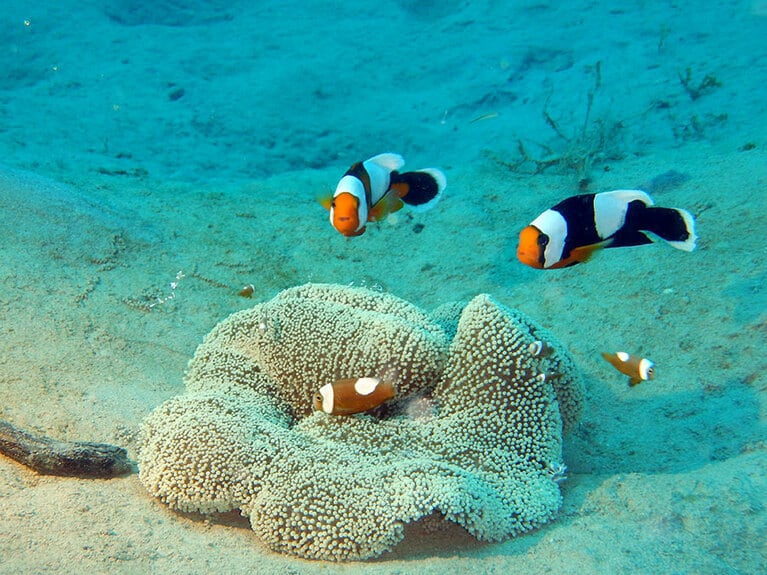 カメカメポイントにいたトウアカクマノミ。日本で見られる６種のクマノミのうち、会えたら嬉しい種かも!?