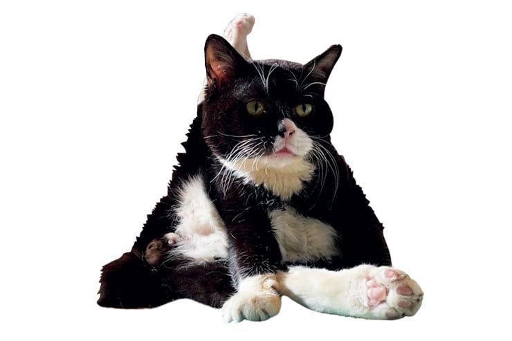 意外にも特技はヨガ。見事な開脚で三角のポーズを披露。