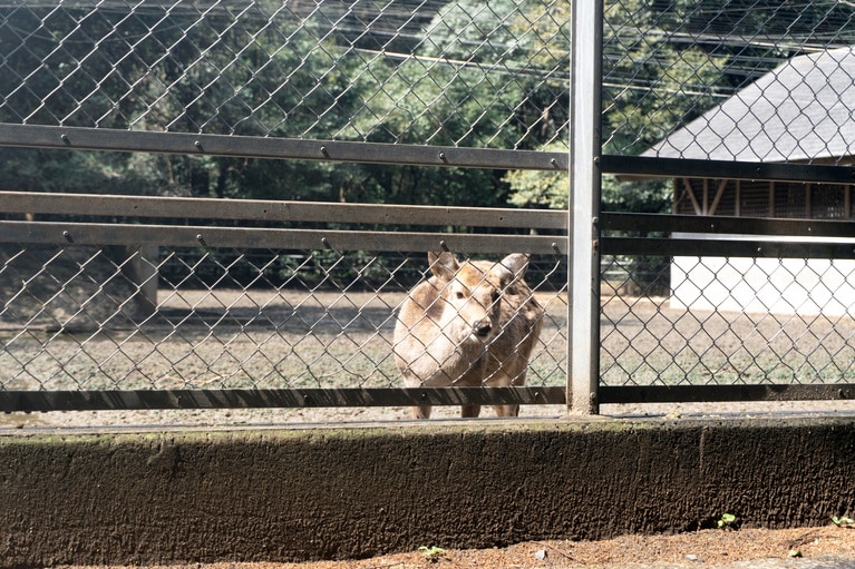約20頭の鹿が神鹿として飼育されているのだという。