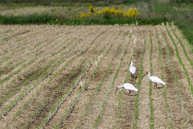 エサを探しにトキが舞い降りる田んぼ。秋は稲穂が刈られ、肉眼でもトキを見つけやすくなります。