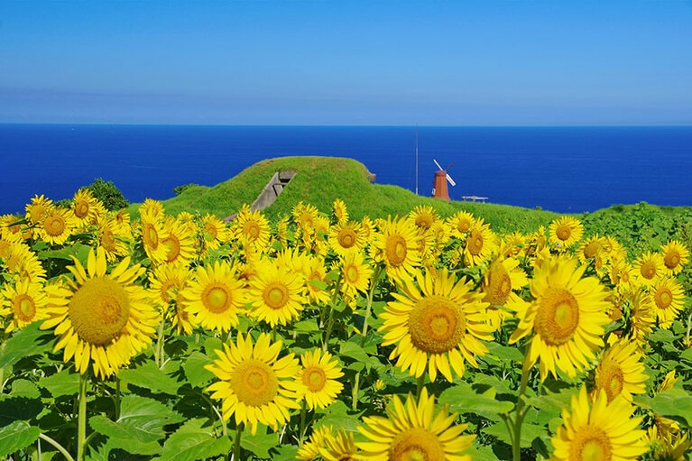 【福岡県】宗像大島・砲台跡のひまわり畑。