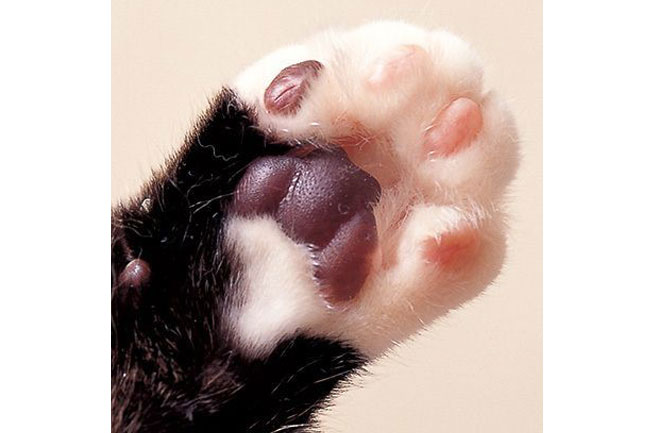 マダラ（掌球暗色多）　堂々俺様【たくわんタイプ】。