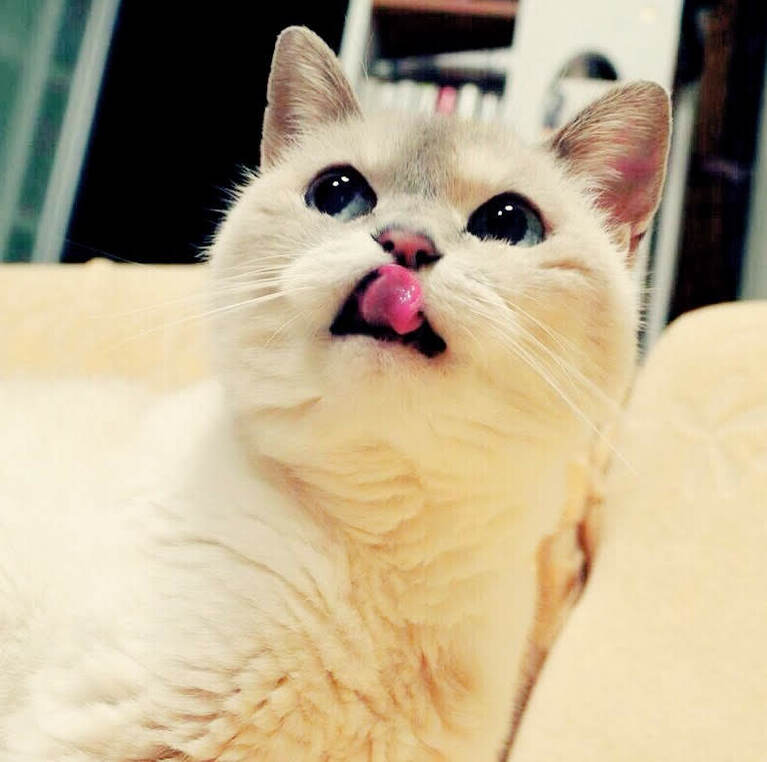 サラ ♀ 20歳。食いしん坊の可愛さアピール。