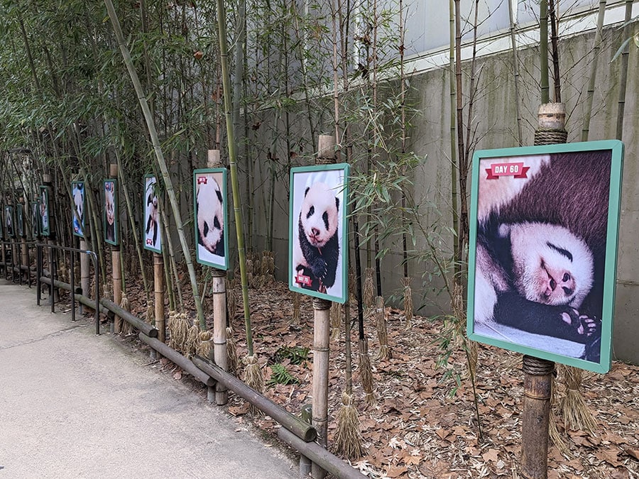 エバーランドのパンダの観覧エリアを出た所で成長をたどった写真を展示。2024年2月29日（木）撮影。